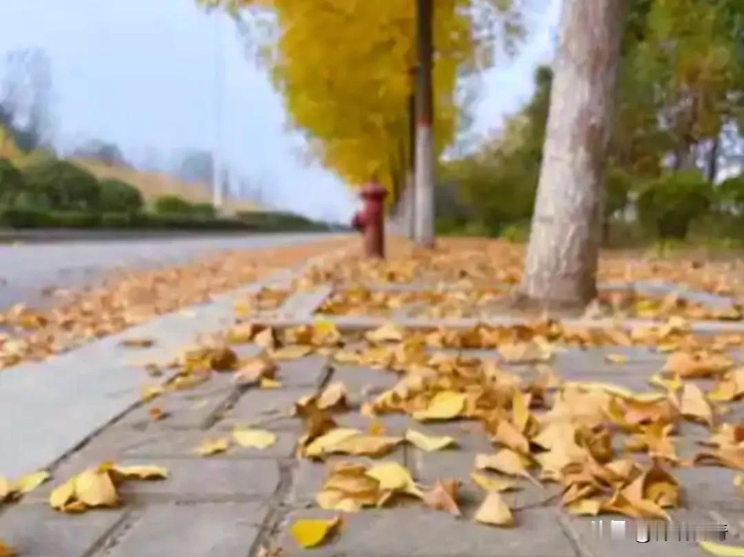 写在寒露之时，
落叶是风的无情？还是树的舍离？
作者：祥瑞传奇
#秋韵与诗分享#