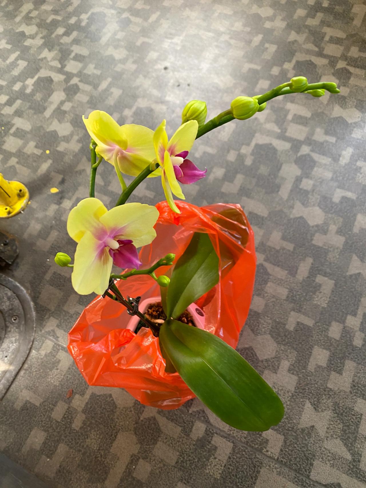 福田农批买枝花，
二十五元带回家。
据说能开三两月，
千古幽贞就看她。