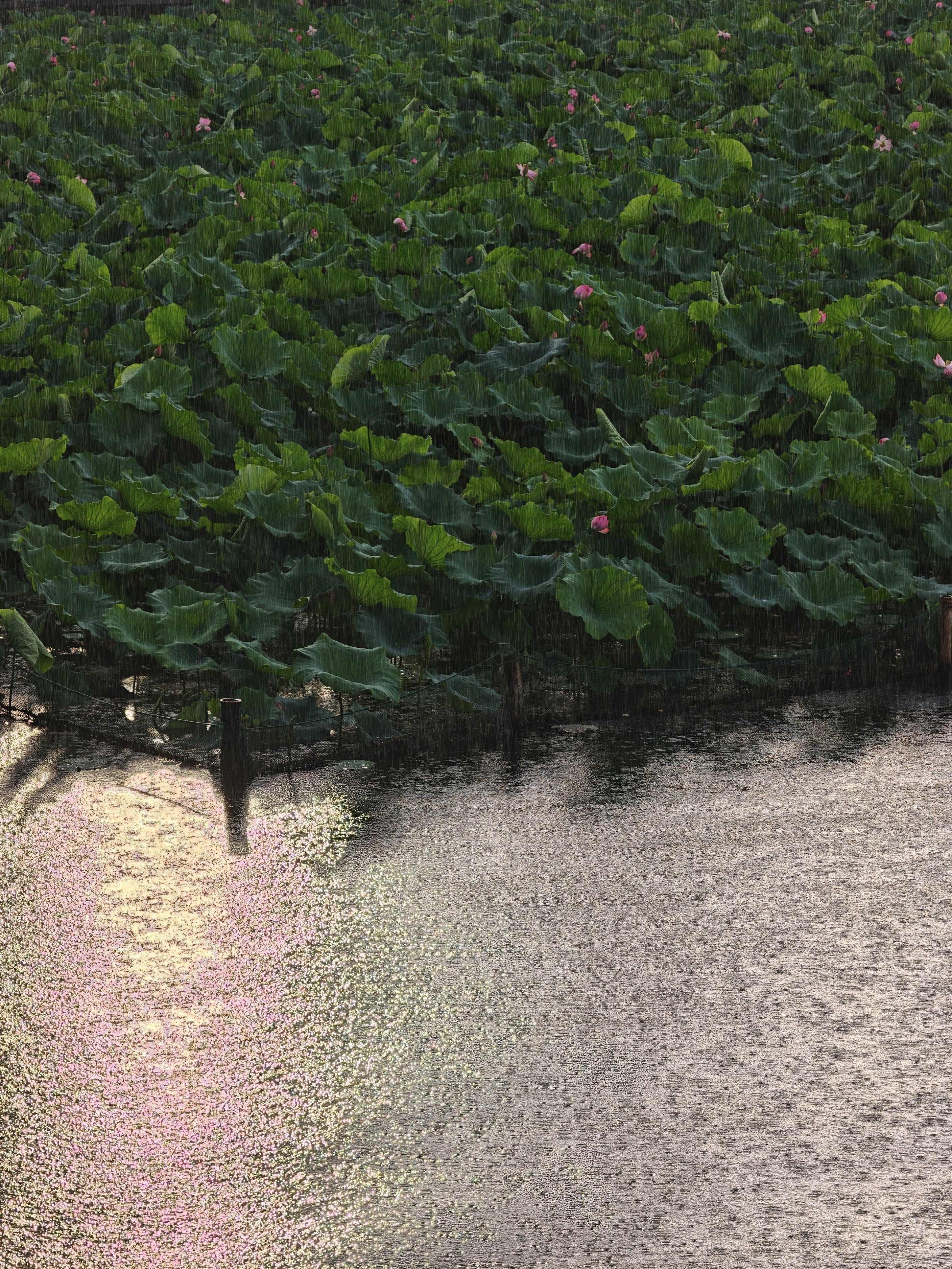 从杭州花圃穿过曲院风荷，沿着北山街一直走到杭州少年宫，打车到国大城市广场旁的桐庐