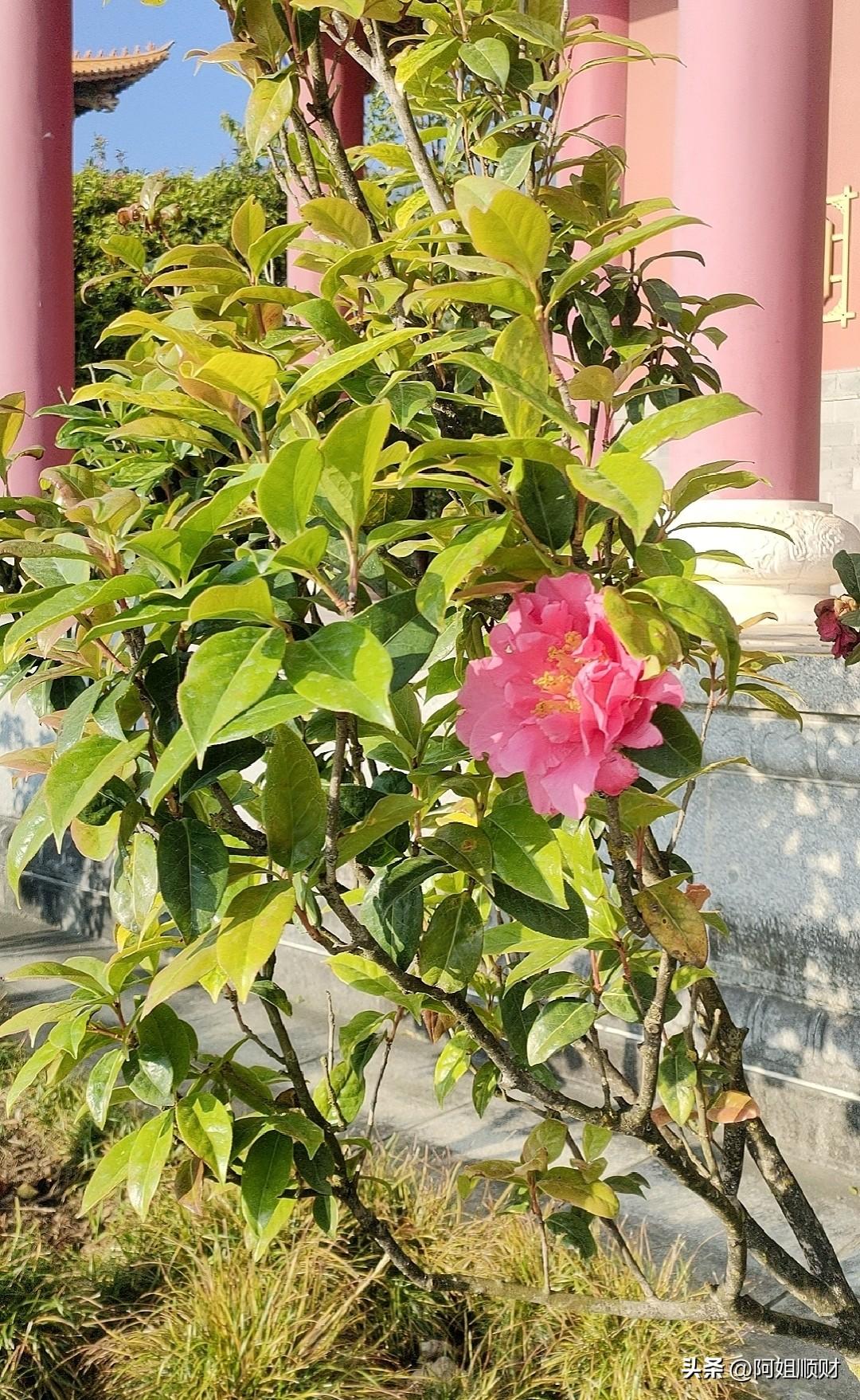 能够放下手机的人，才是了不起的人。

今天早晨不到6点就醒了，不是睡醒的，而是想