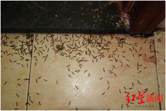 预警!成都明日起进入白蚁分飞期,这份指南帮你科学应对