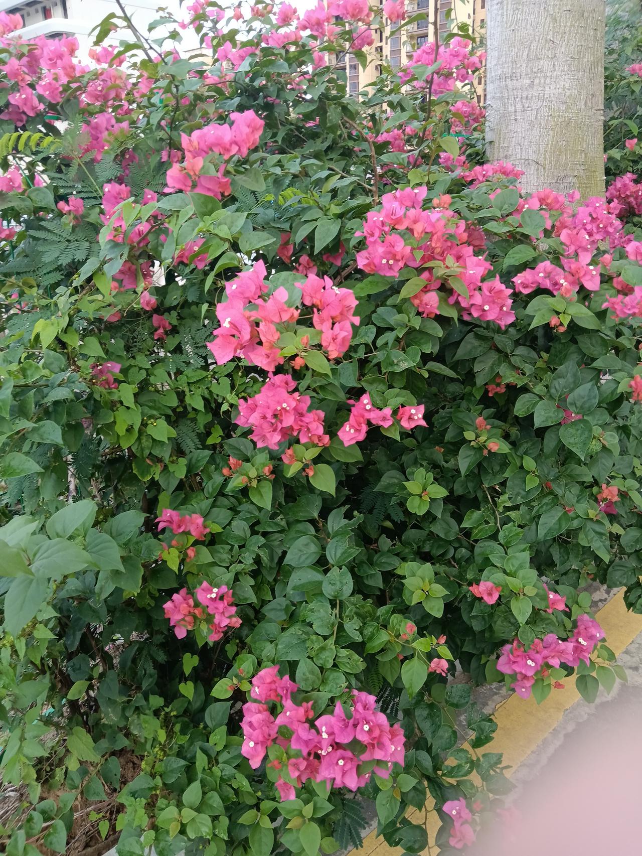 晒图笔记大赛海南的三角梅开花了