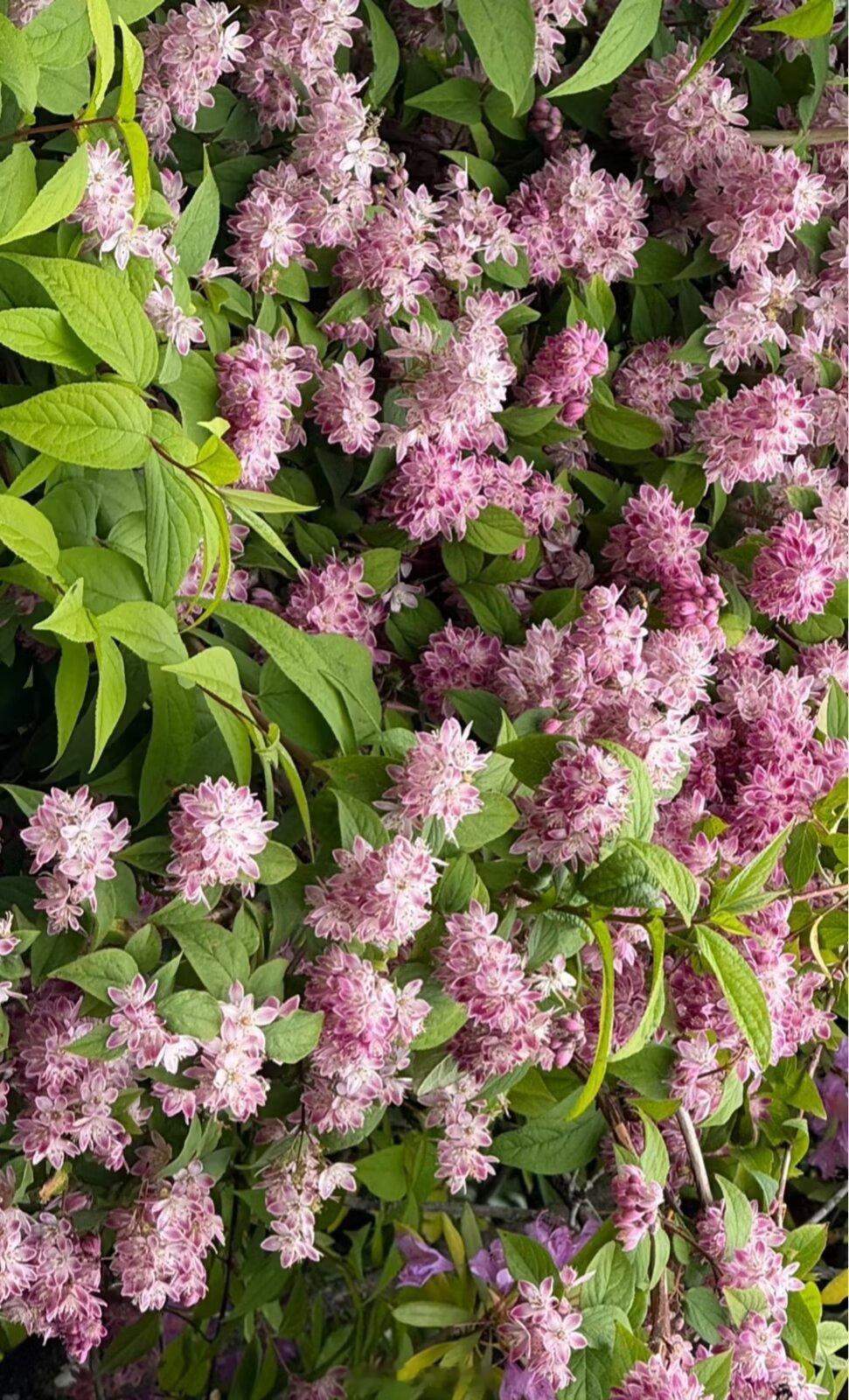 “草莓田”溲疏（学名：Deutzia × hybrida 'Strawberry