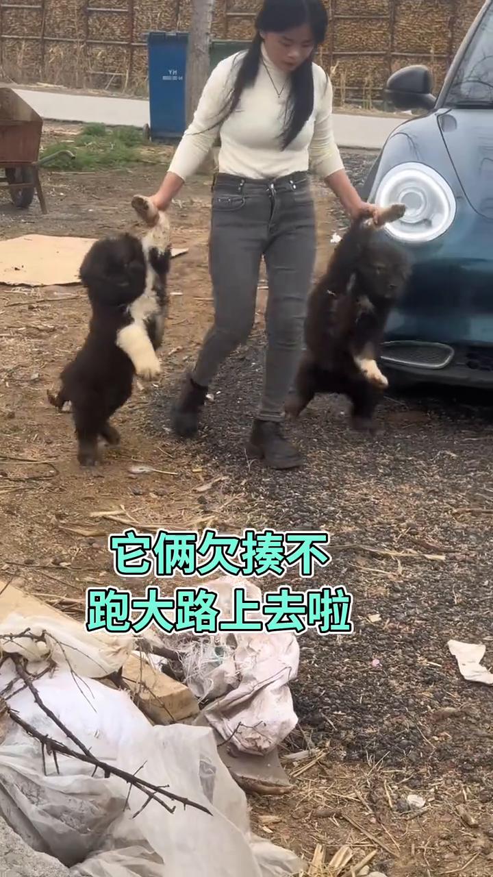 它俩欠揍不？跑大路上去啦。