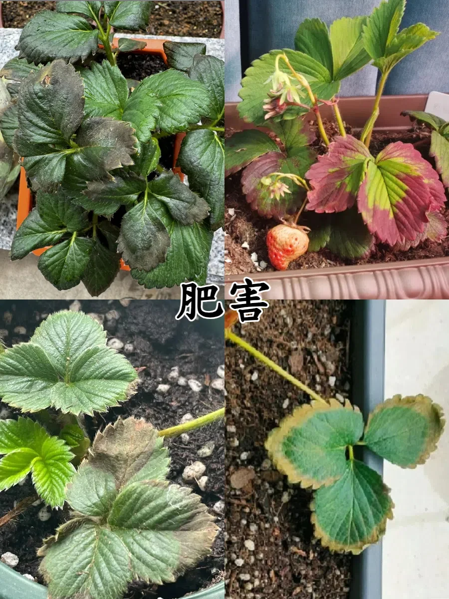 盆栽草莓🍓常见病虫害及常见问题图鉴❗