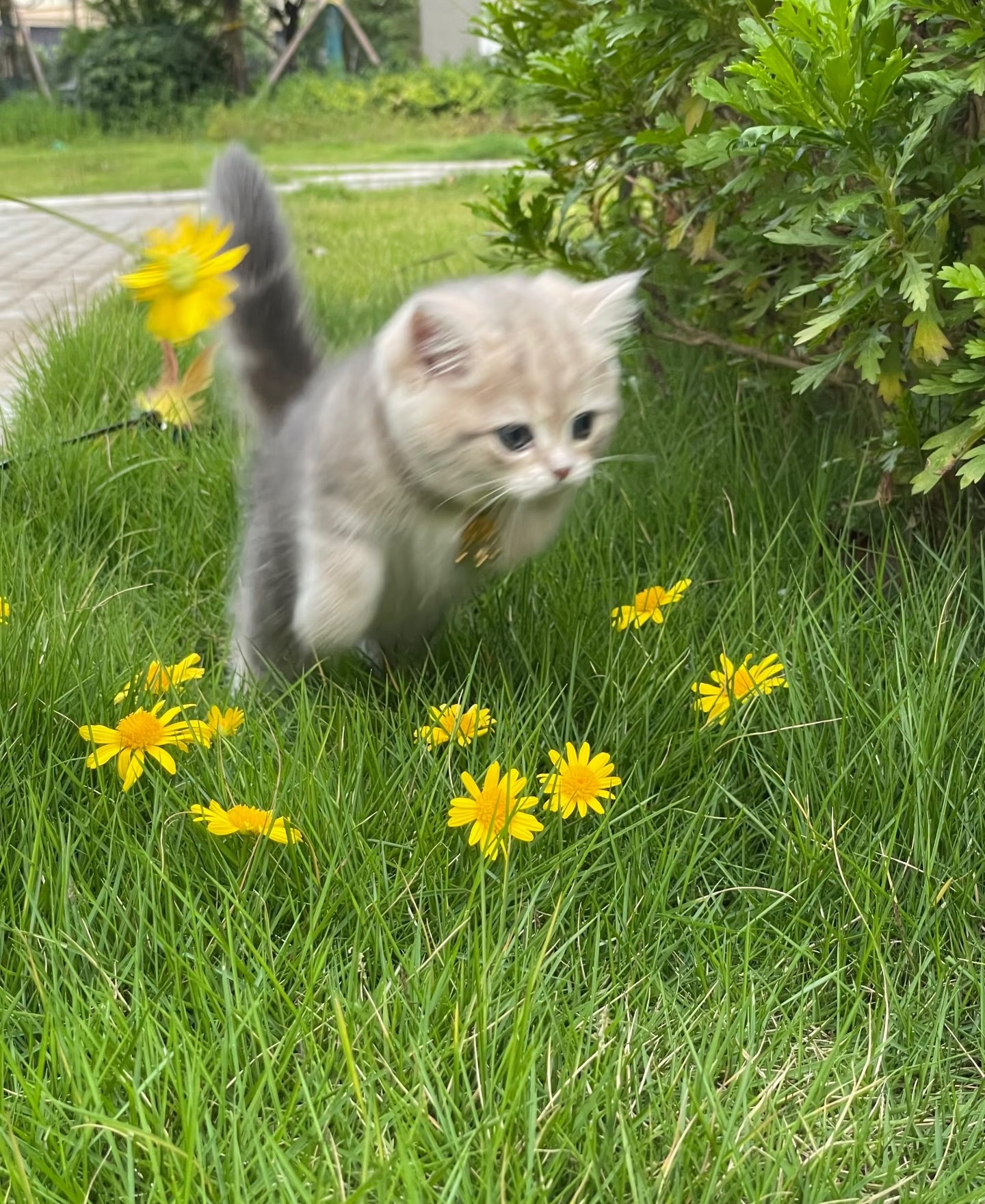 小猫的脚原来这么臭小猫的脚天天刨💩当然丑了 