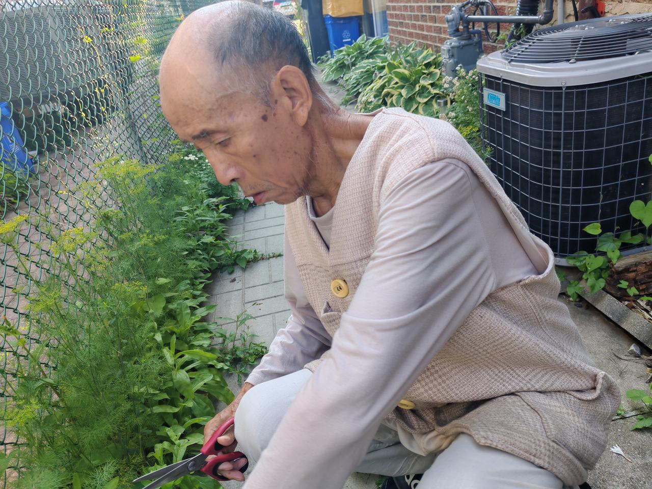 晚饭，我们老两口头一次用野生茴香和“火鸡”肉馅包饺子！

清晨，我和老伴到自家小