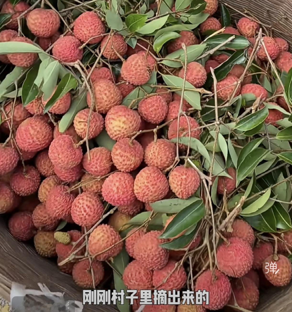 今年荔枝产量少，价钱贵，不如食黄皮，三华李啦！酸酸甜甜的也好吃。