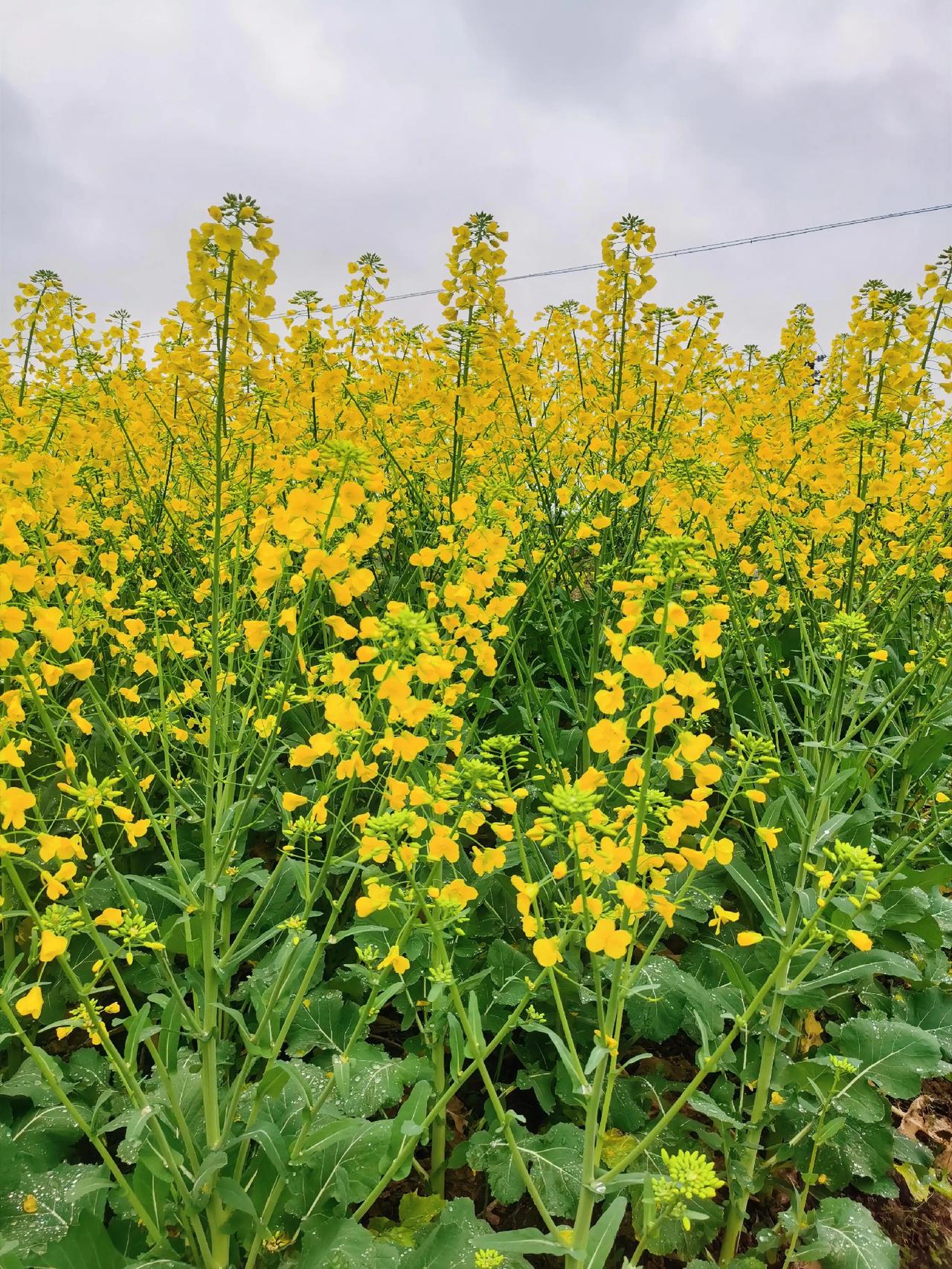 阳春三月，春回大地，万物复苏，油菜花开了，为2026年求个上上签，愿你我往后的每