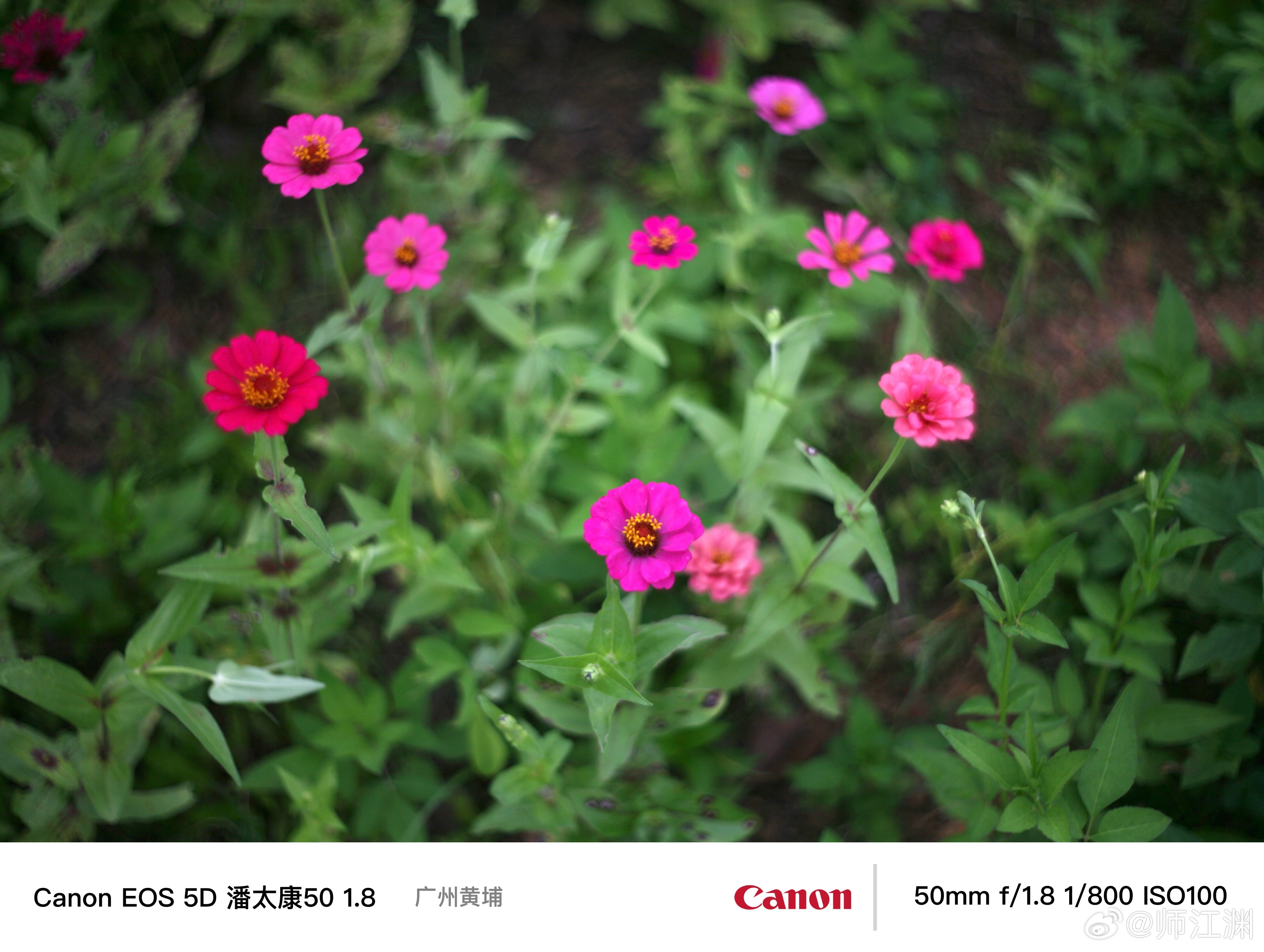 广州早安，周末愉快，奉上花开的每一天花开 黄埔长岭现代农业公园的百日菊 佳能5D
