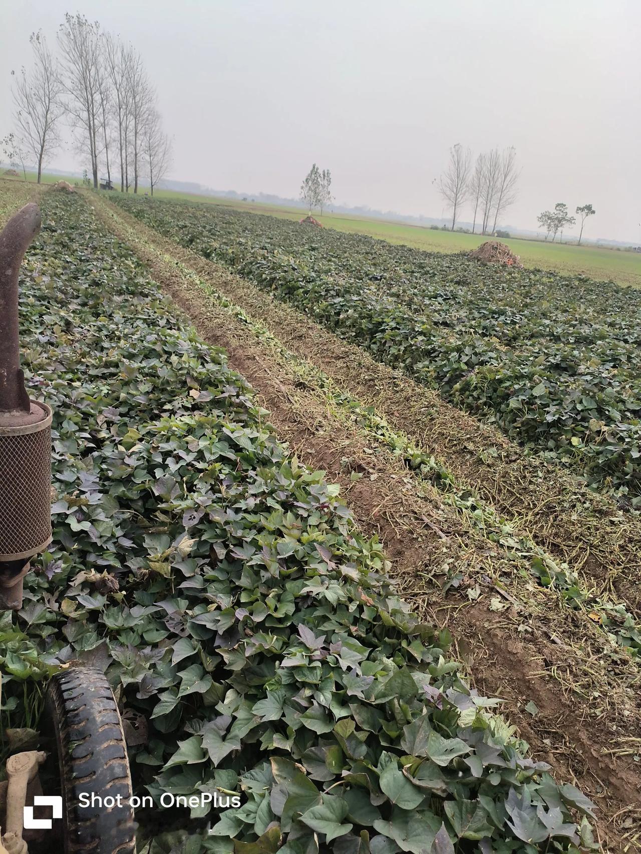 一、起垄低透气性差、遇多雨天气茎蔓旺长造成减产。
二、基肥施用氮肥过量，忽视田间