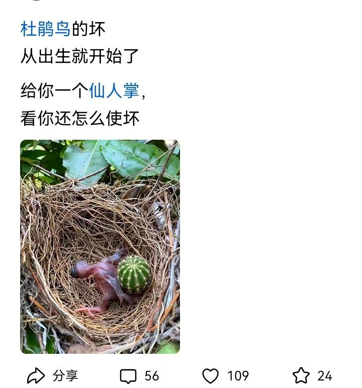 刚出生的杜鹃小崽被一博主背刺，你们觉得这次它能成功把仙人球挤出巢穴吗？[捂脸][