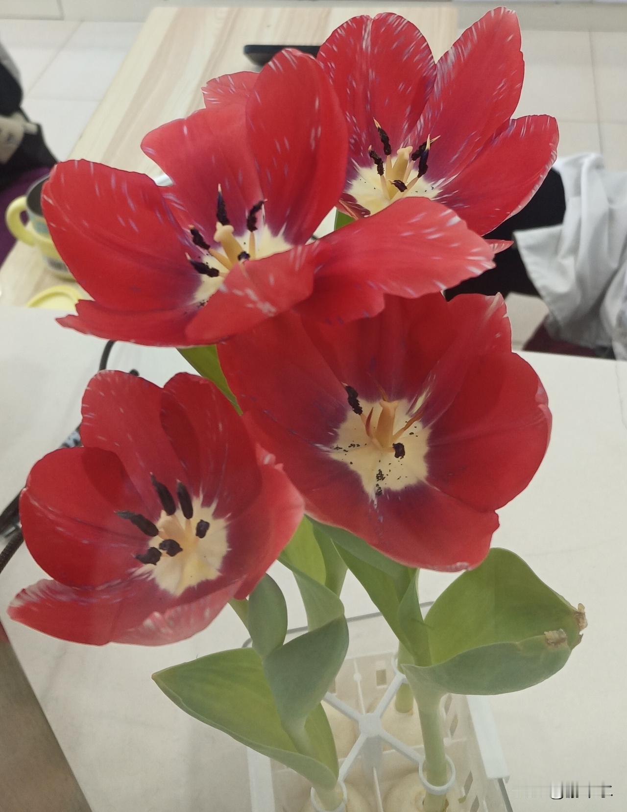 分享随手一拍的花朵花开正好随手拍，春日温柔藏进镜头里