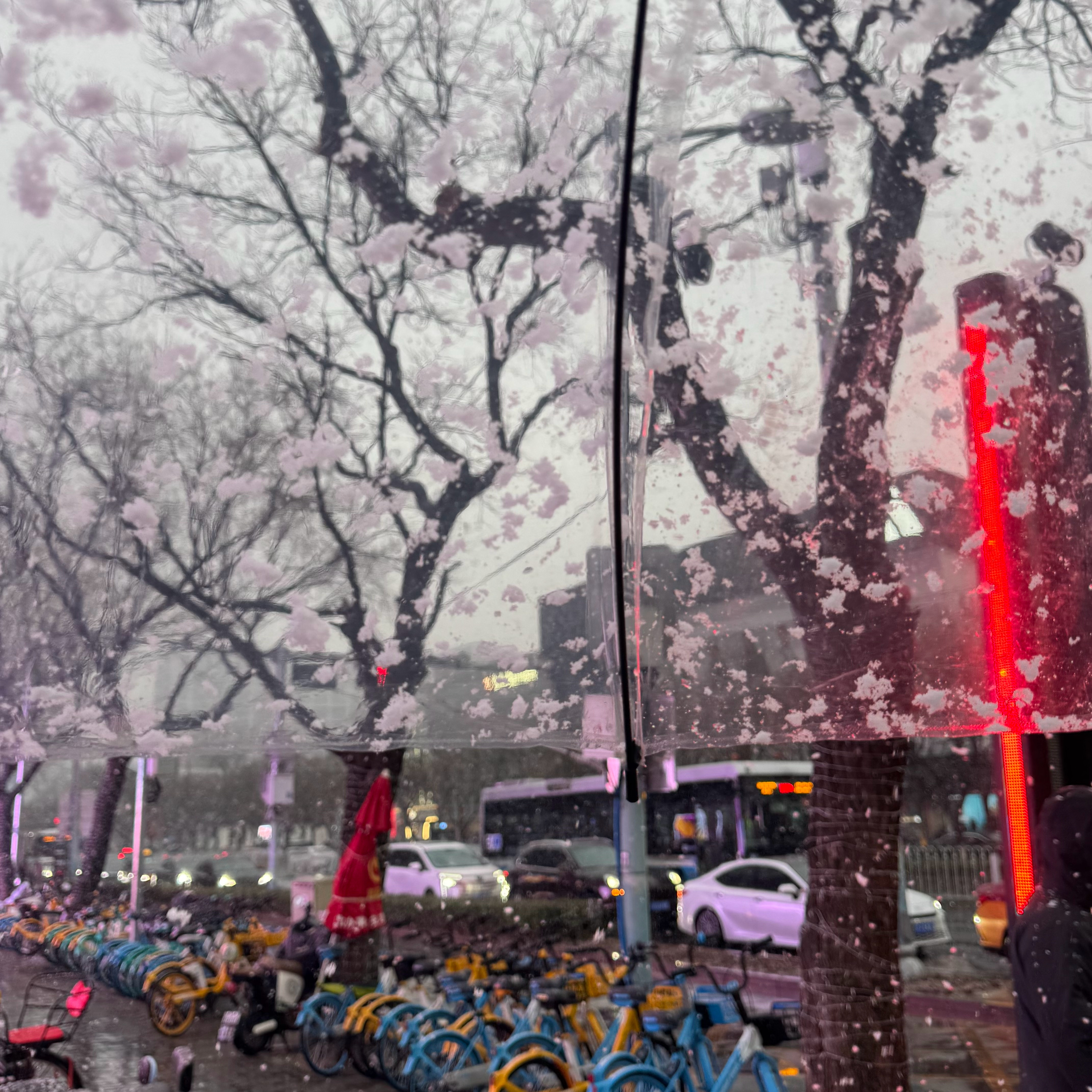 好大的雪啊❄️ ​​​