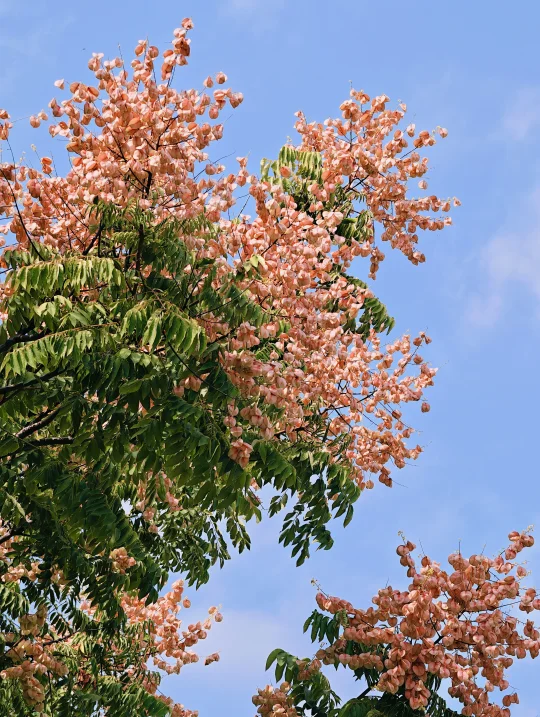 秋天的烟花🎆用栾树来开启一场盛大的秋