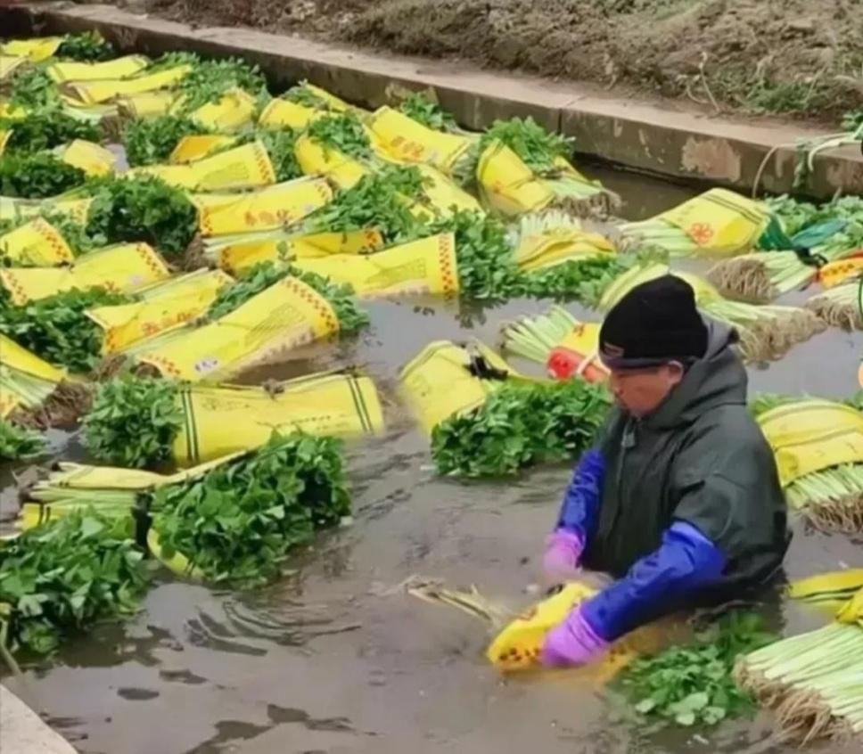 本以为蔬菜也塌房，没想到作死的居然是那些谣言传播者。
近日，一菜农在直播间洗菜，