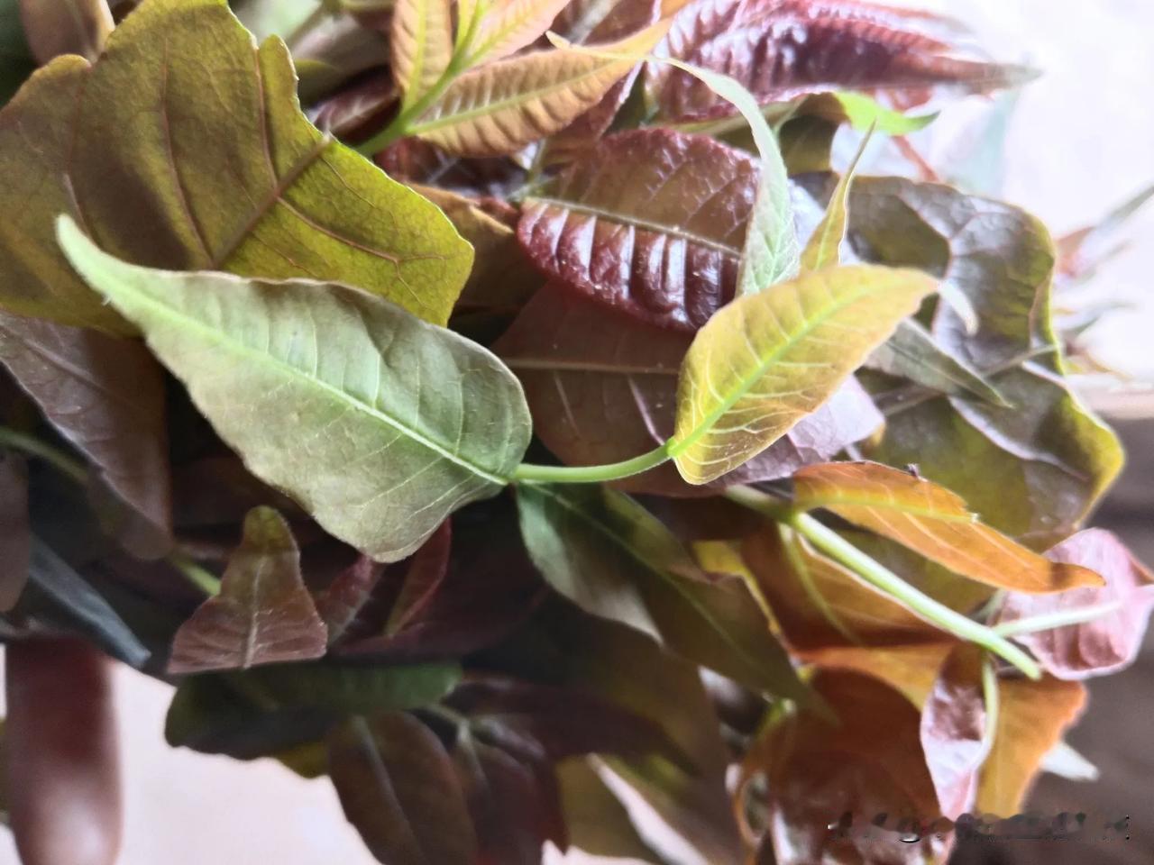 一直听说的香椿，杰妹还从来没有尝试过。直到这次奶奶让我从集市上带点回家，也不知分