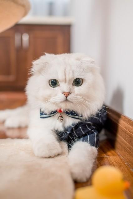 分享一张你家小猫咪的照片