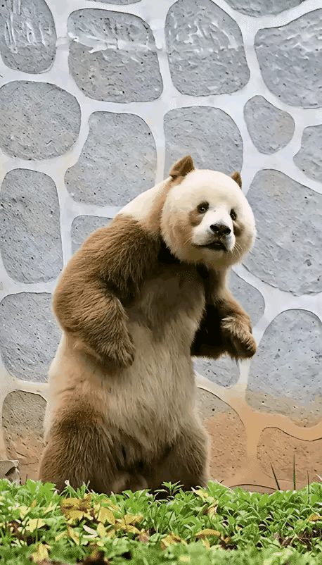 家人们谁懂啊！刷到七仔那“鬼迷日眼”的眼神时我直接笑喷！[捂脸] 这熊猫怕不是成