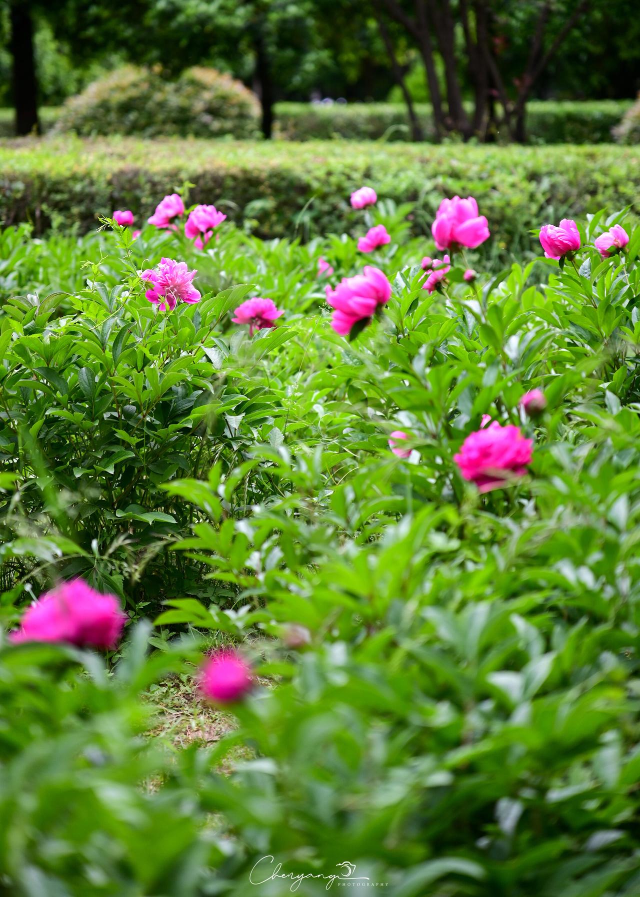 木塔寺公园暮春芍药蔷薇记

木塔寺公园里没有多少游人。

一进门，便觉着静。远远