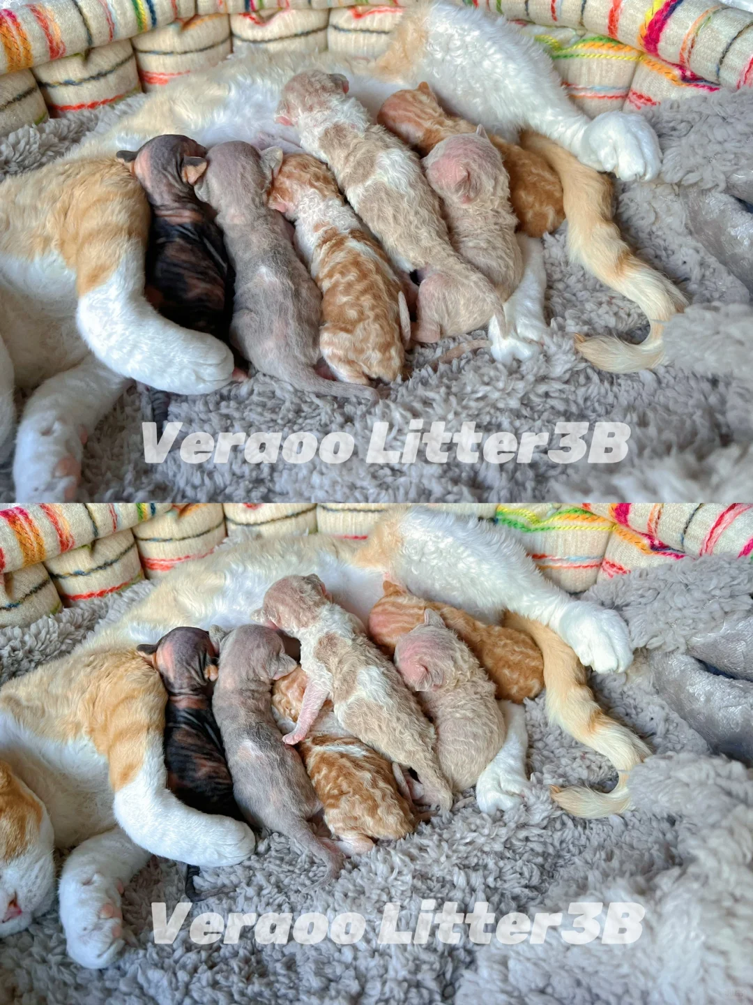 六一宝宝们！｜德文卷毛猫