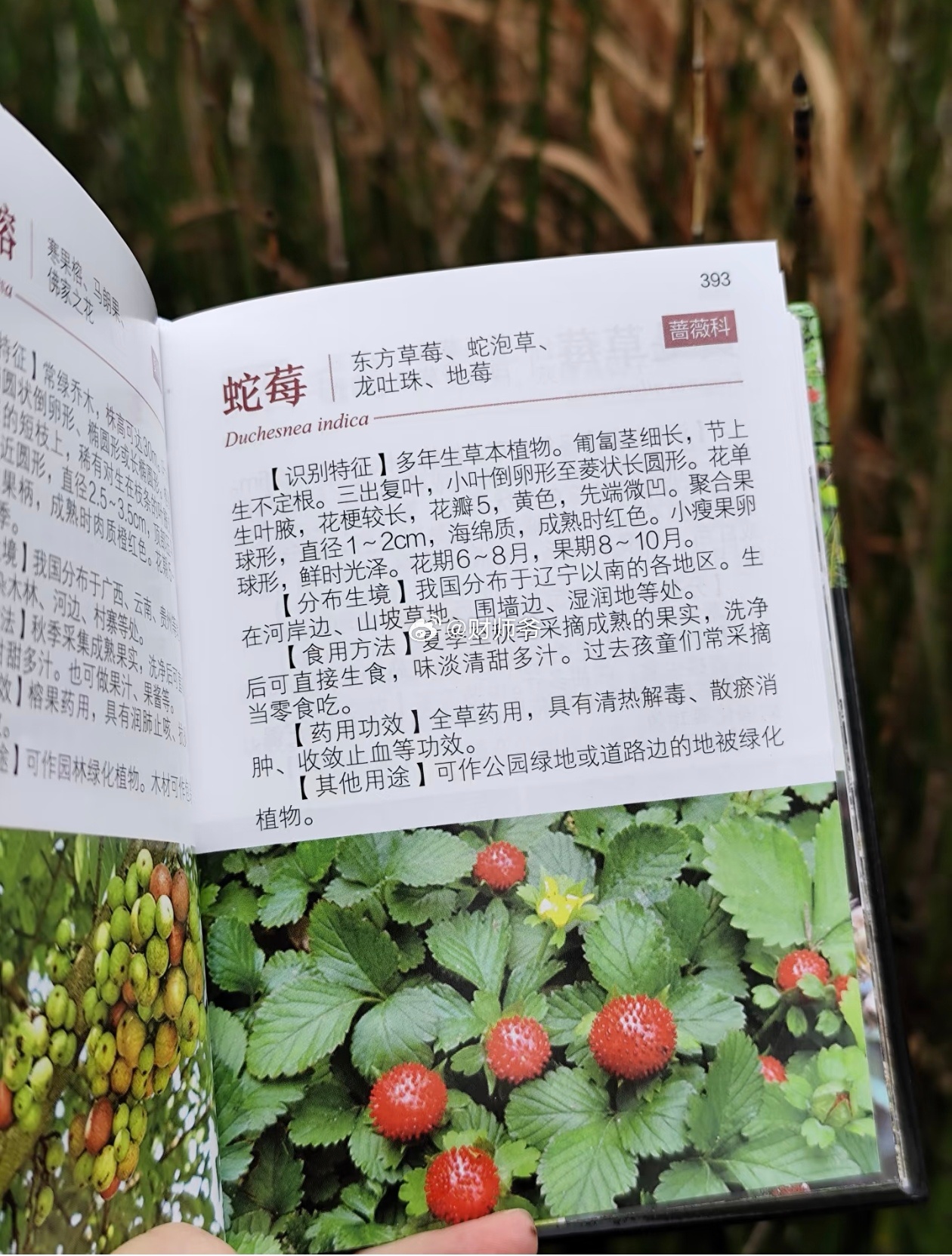 蛇莓的药用价值。