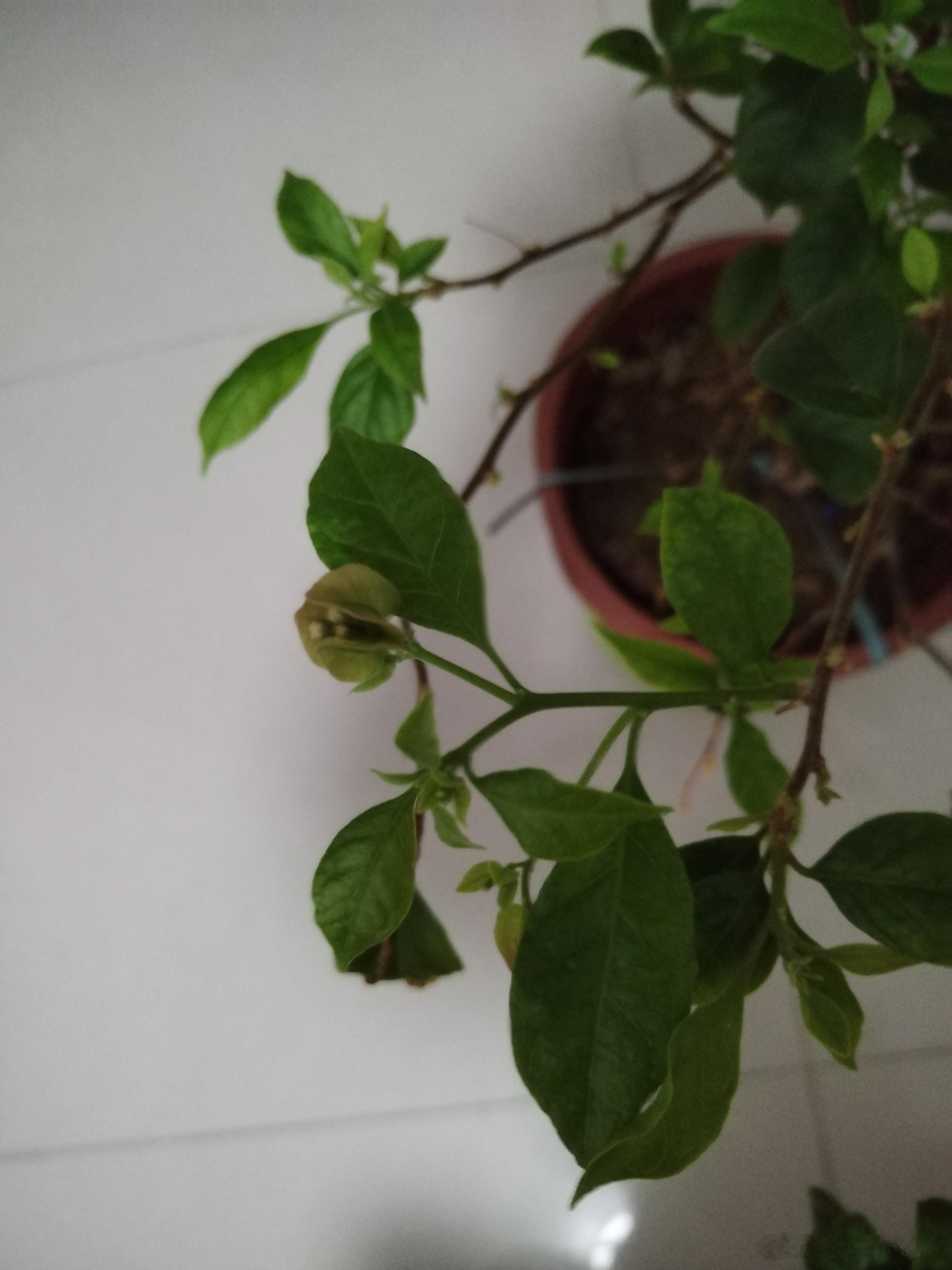我们家三角梅居然又要开花了
