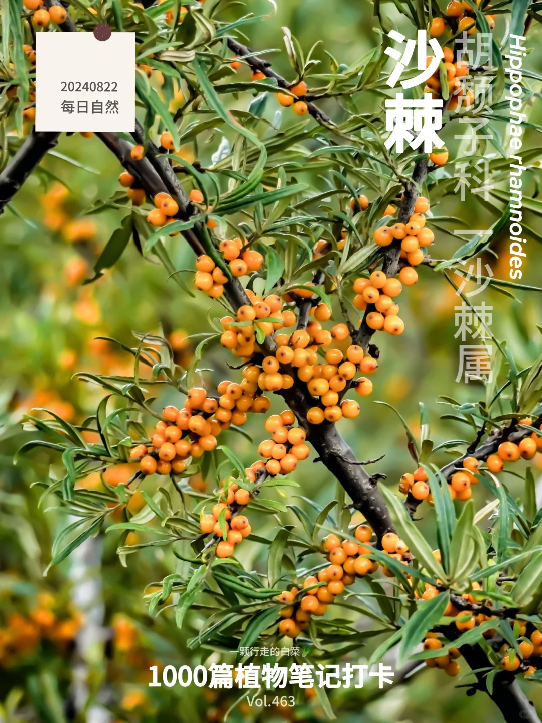 植物笔记463｜吃过的举手🙌反正我喝过