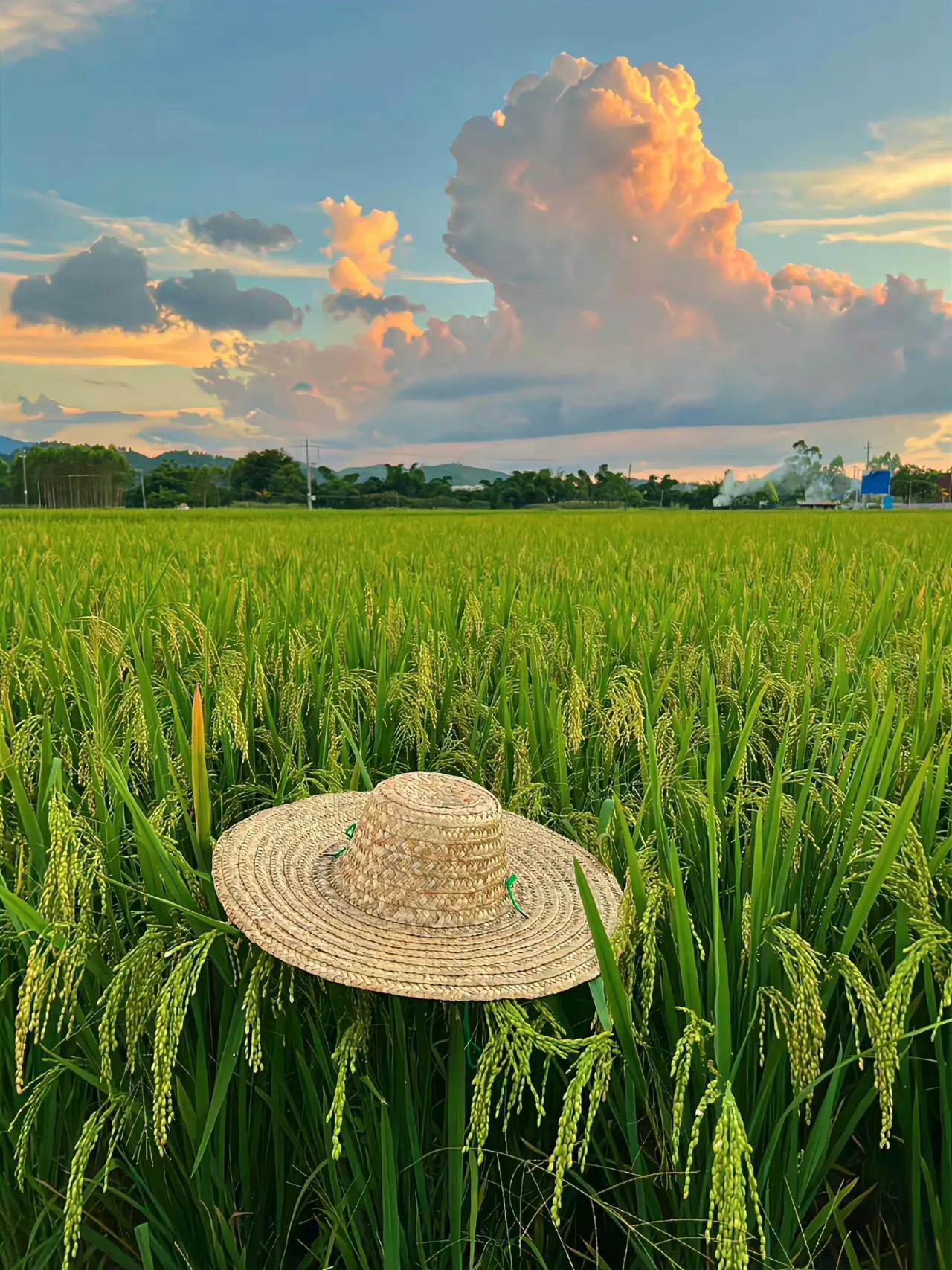 故事的开始是蝉鸣不止的夏天