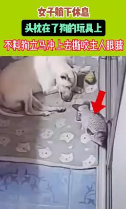 畜生永远是畜生！2024年媒体报道，黑龙江一女子躺下休息，头枕在了狗的玩具上，没