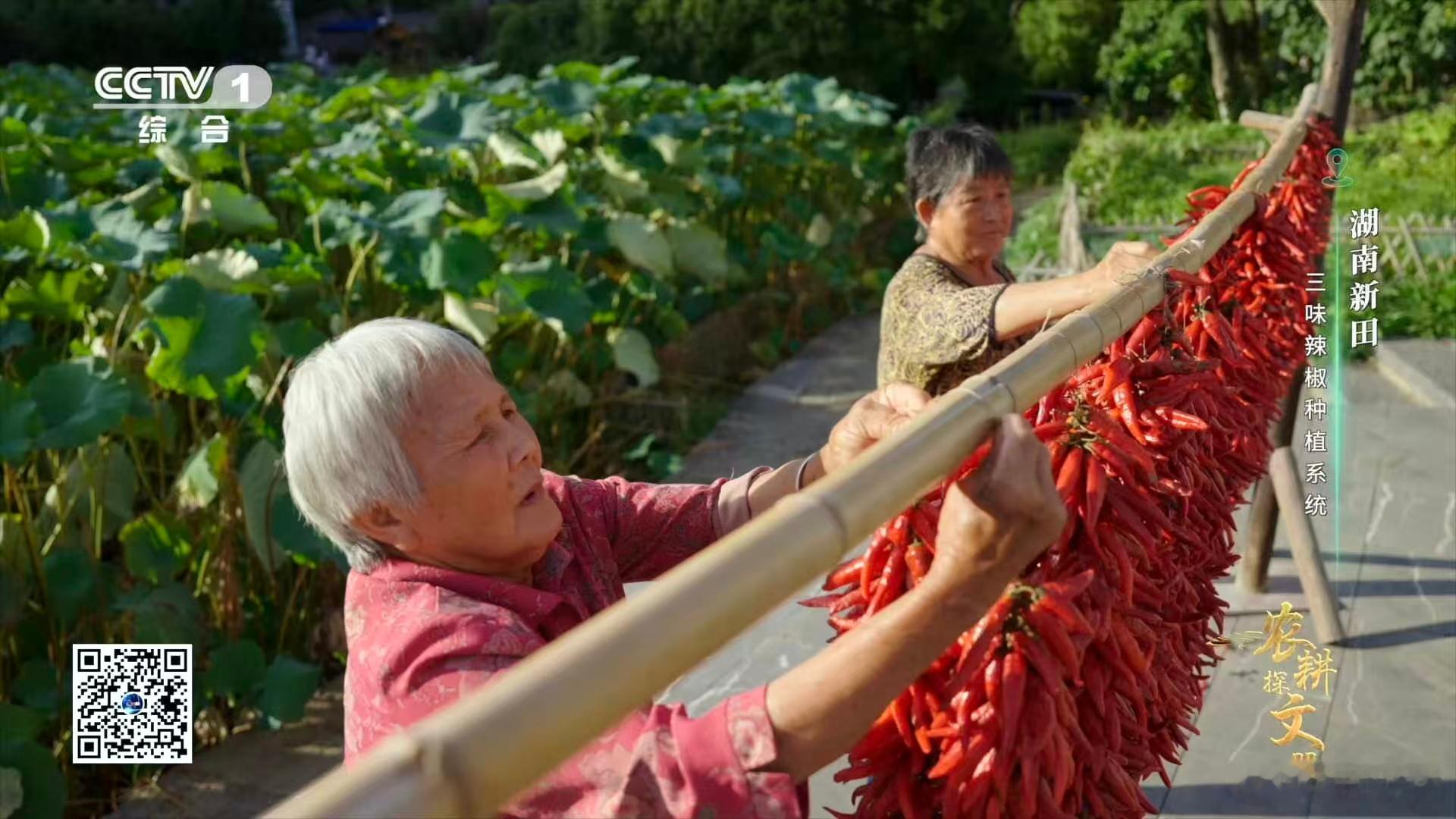 湖南新田县三味辣椒太惊艳！一根辣椒藏着甜、辣、香三重风味，椒尖甜润、椒身正辣、椒