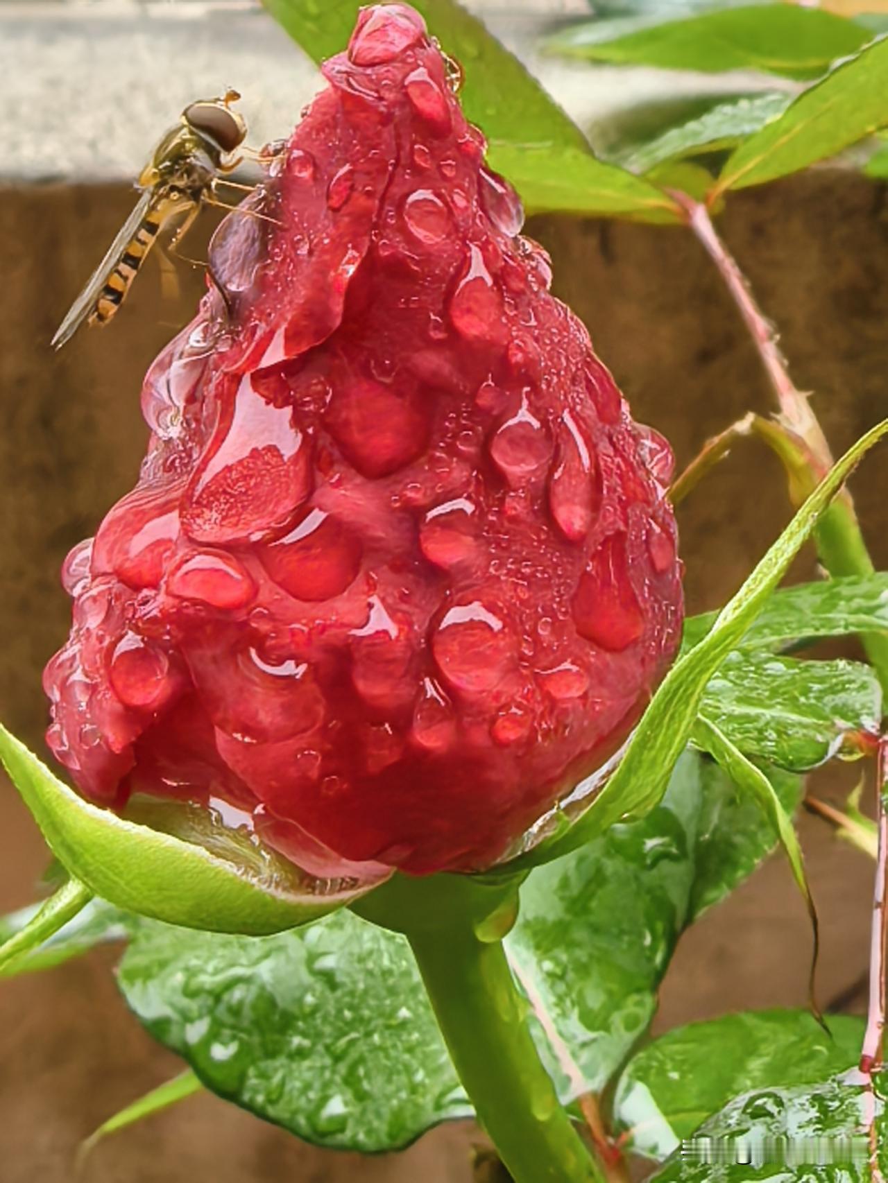 雨落之后，花与露的邂逅～
家门口的小美好，无需滤镜的温柔！