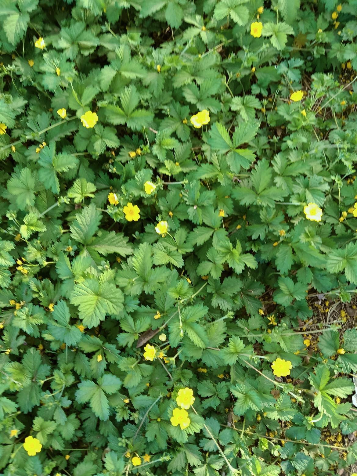阳光下的野花盛开，生机勃勃的自然之美。🌸🌿🌞绿野芳菲处，黄花开满枝。
