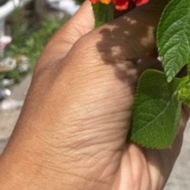 矮生五色梅（马缨丹） 种植方法- 土壤：营养土混珍珠岩，保证排水，怕积水。- 光