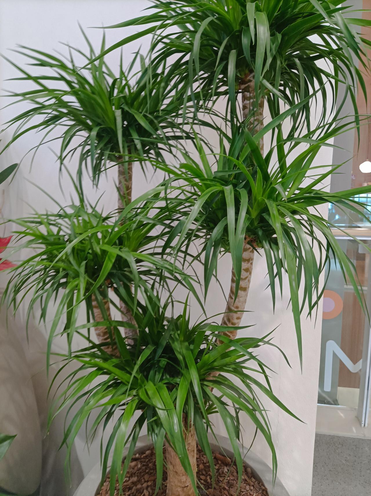 相册里最满意的照片去逛超市，看到商场里这么漂亮的龙血树，蝴蝶兰和红掌，先还以为是