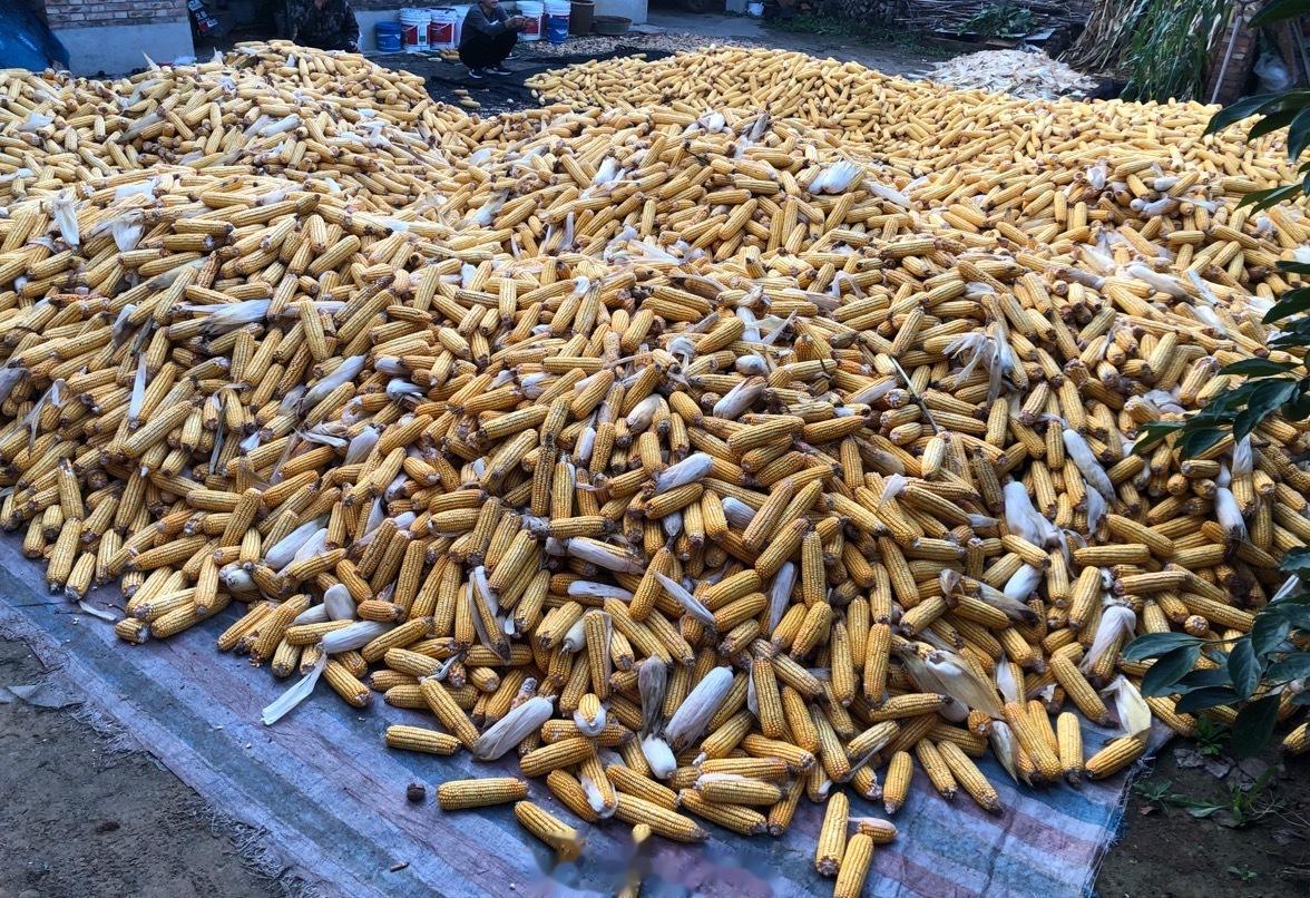 🌽大丰收，回家的任务：把全部玉米装袋子摞起来晒☀辅导小外甥女写作业&陪玩走亲戚