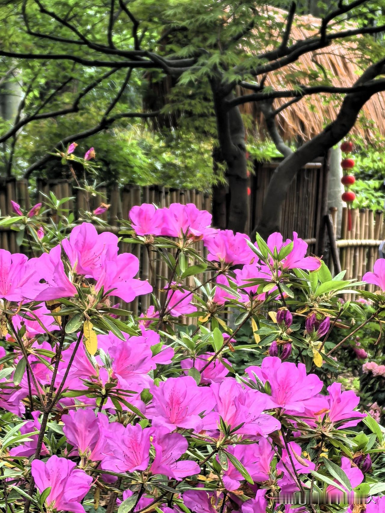 常州东坡公园里的杜鹃花，娇艳欲滴，热情似火。