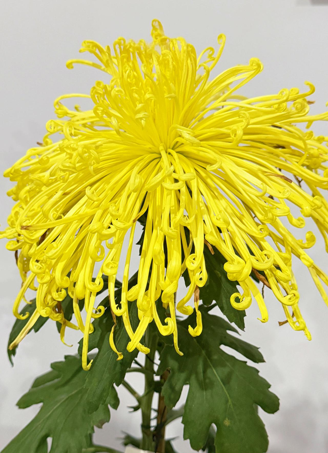 现在的菊花争奇斗艳，我在公园里拍下了这些菊花图，分享给大家，友友们，你们能说出这