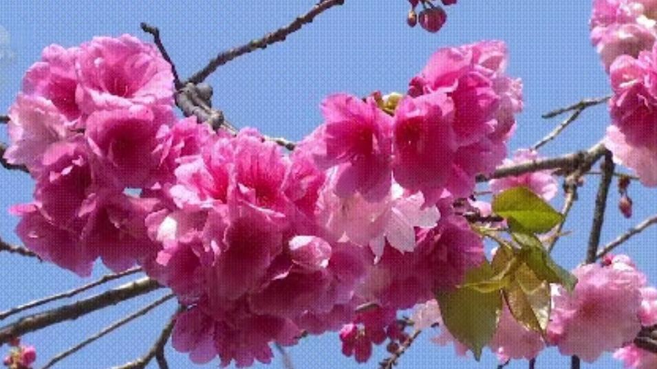 🔥速看！圆通山樱花爆火，昆明春日顶流！圆通山樱花+海棠双花齐放，粉色花海美到封