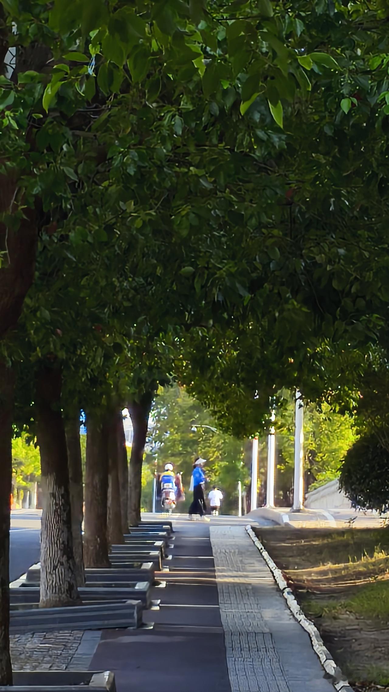 南京这波冷空气南下的节奏，简直像个搞偷袭的调皮鬼，太懂出其不意了。赶走了秋老虎，