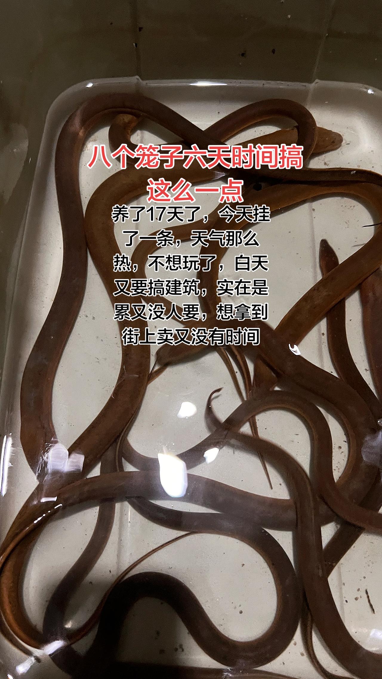这几天黄鳝养了17天了，今天挂了一条，发了很多平台，就是没有人问，拿到街上又没有