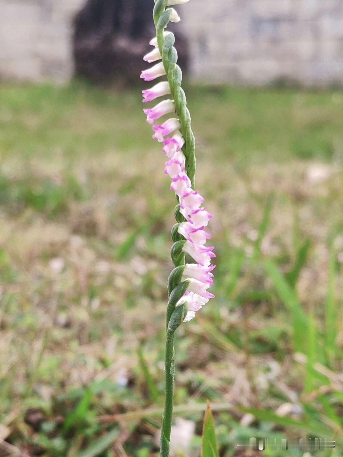 姑娘辫子一样的鲜花.惊奇不.
