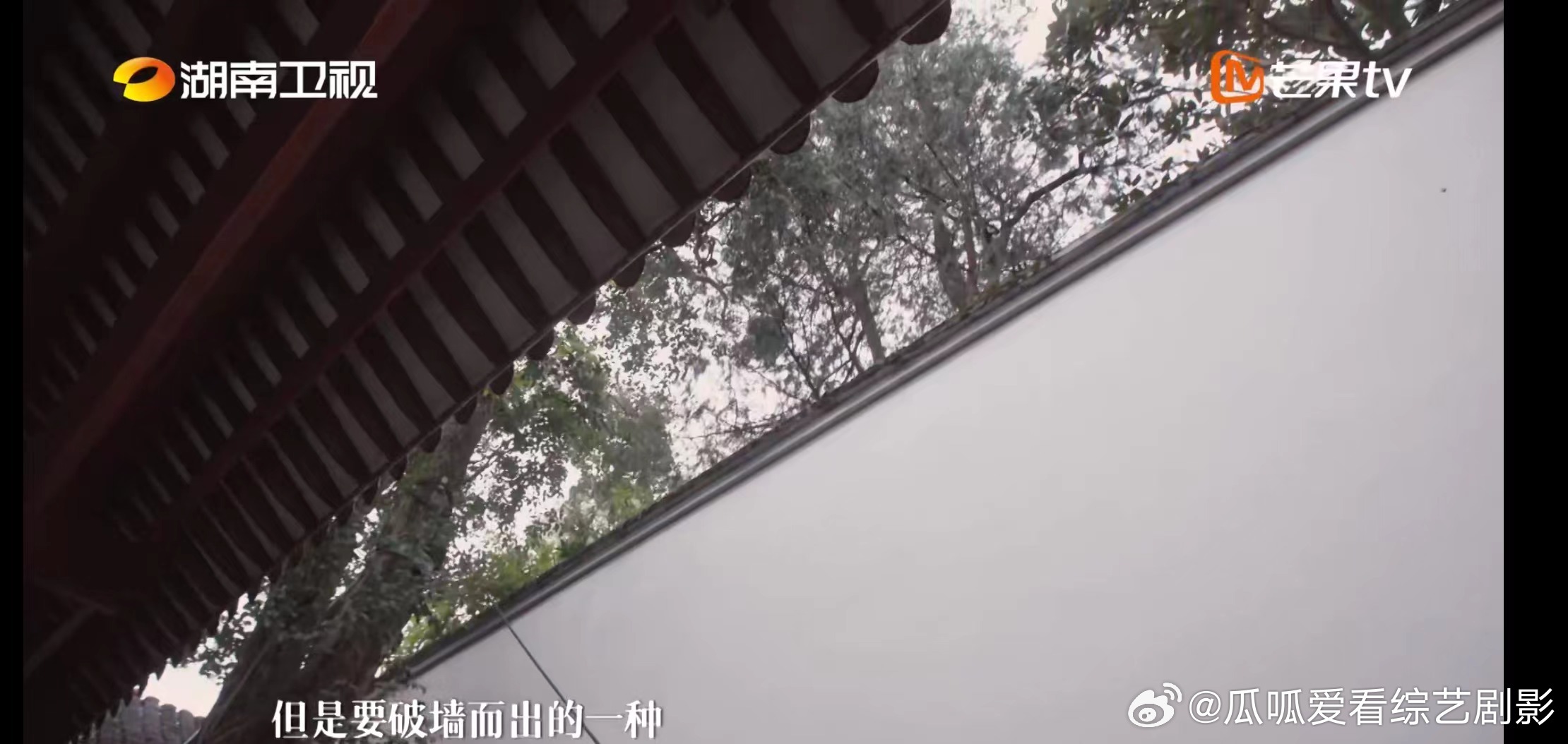 #岳麓书院的树居然有这样的寓意# 去了这么多次岳麓书院，没想到树和建筑之间有这么
