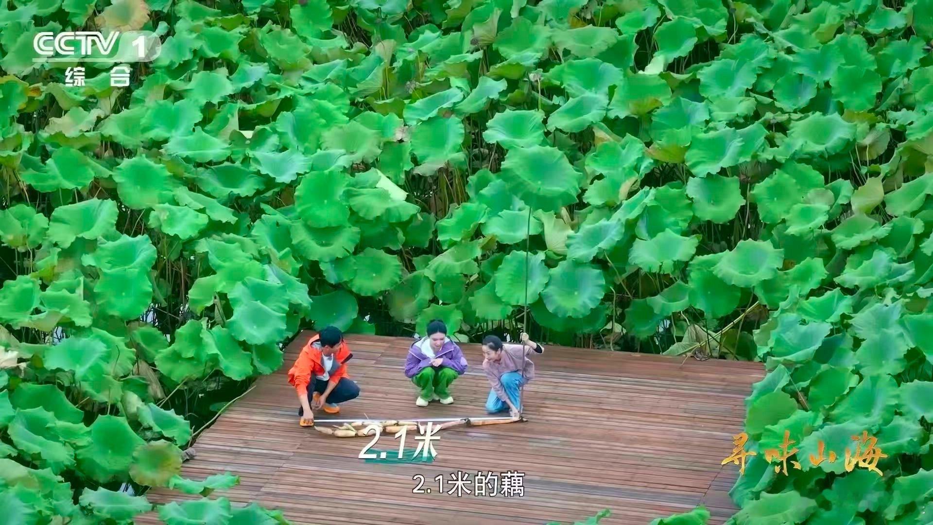 湖北有世界第一长莲藕 一根藕串联起的楚文化！蔡甸3.473米藕王承载着千年栽培史