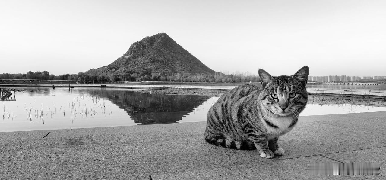 今天在济南华山见到一只非常漂亮的猫，仔细看其身上的花纹有点豹猫的特征，但整体感觉