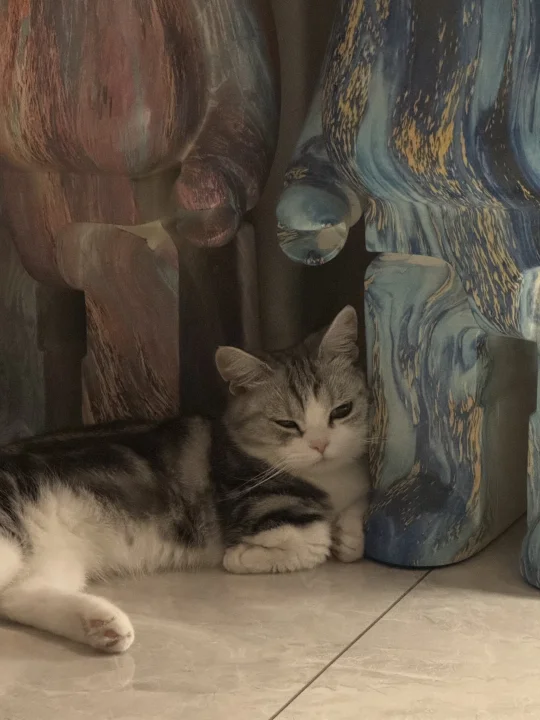 猫猫我呀 也会emo嘟