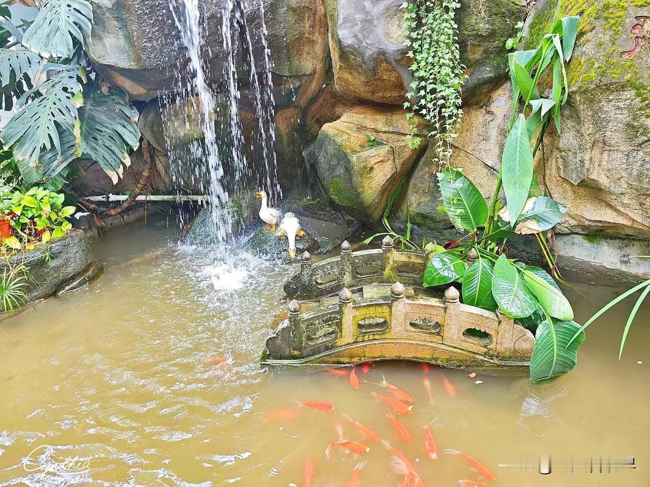 石桥，流水，畅游的锦鲤，还有“嘎嘎叫”的白鸭 …… 一派意趣盎然的怡情之境。——