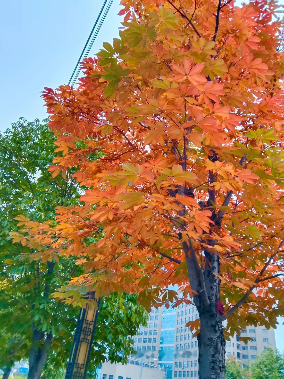 #秋日生活打卡季#
下雨了景色美醉了，枫叶，枫叶红似火，野菊花也很漂亮，秋天的惊
