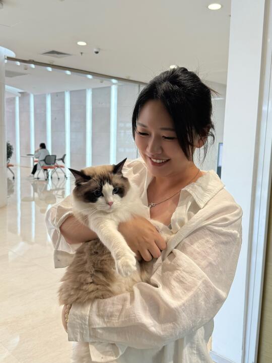 💥求领养一只可爱的猫咪，优先布偶
