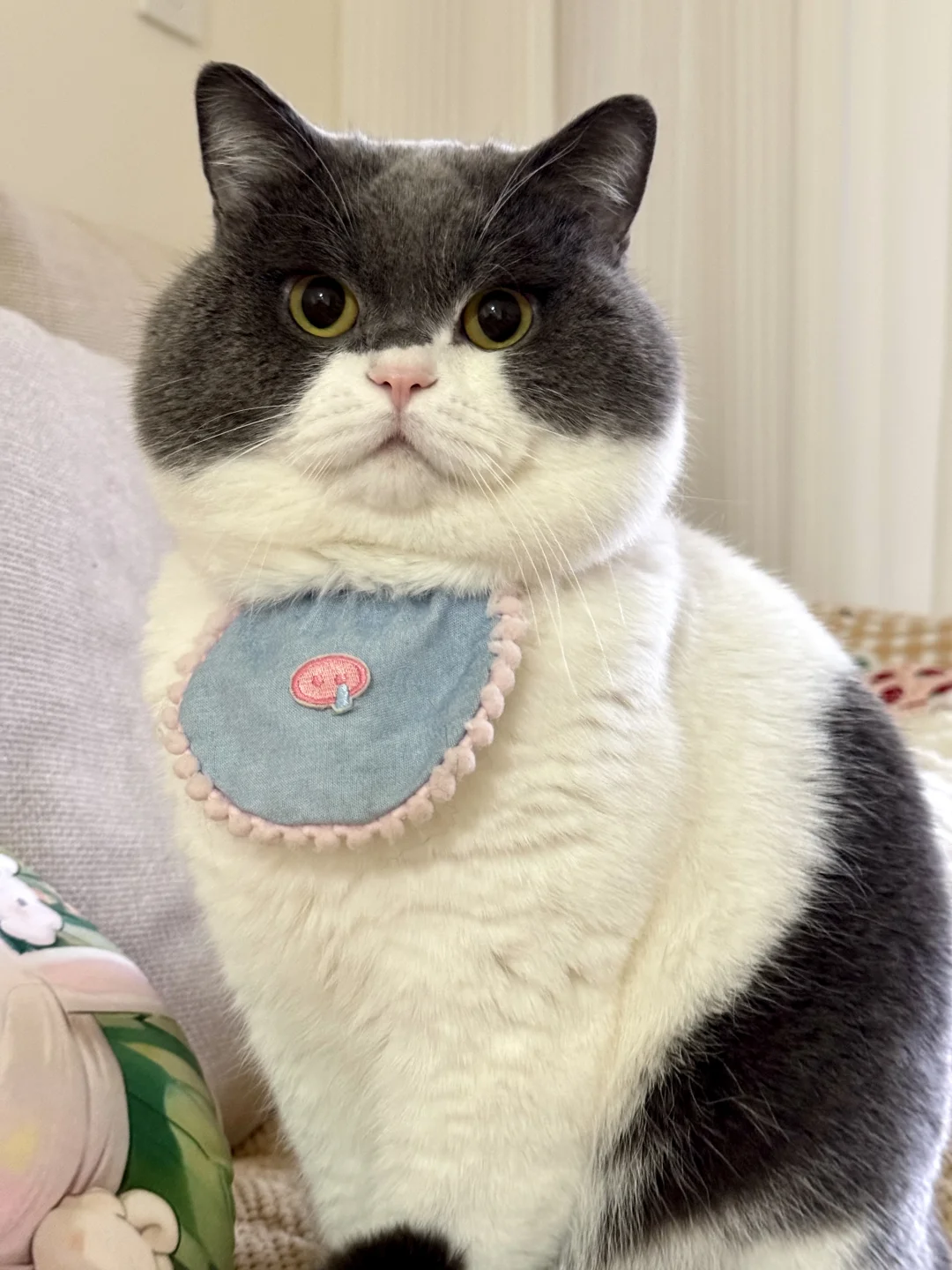 坦白从宽抗拒从严！猪咪你每天吃几顿！